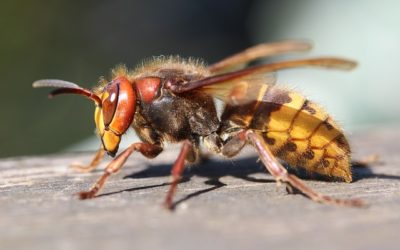 Les Hyménoptères