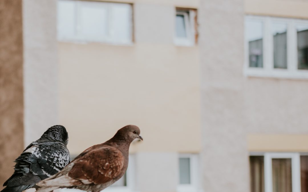 DEVELOPPEMENT DES ESPECES VOLATILES EN VILLE – LES PIGEONS