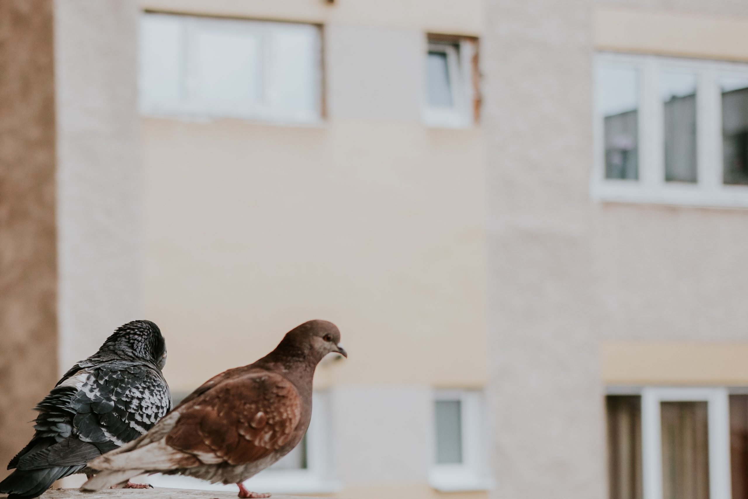 pigeons-Q5K3WMP