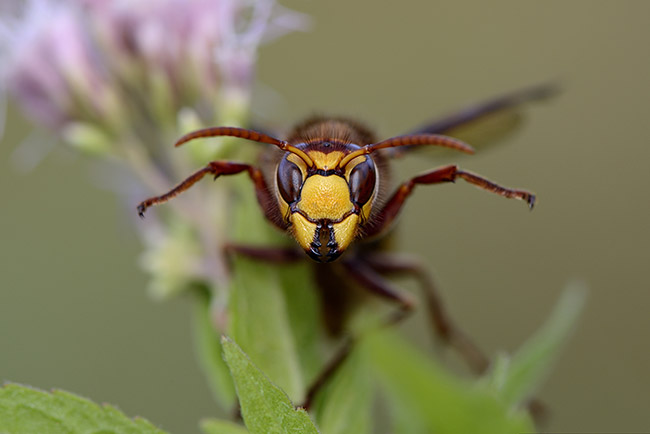 Insectes Volants