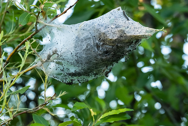 cocoon-chenille cocon chenille