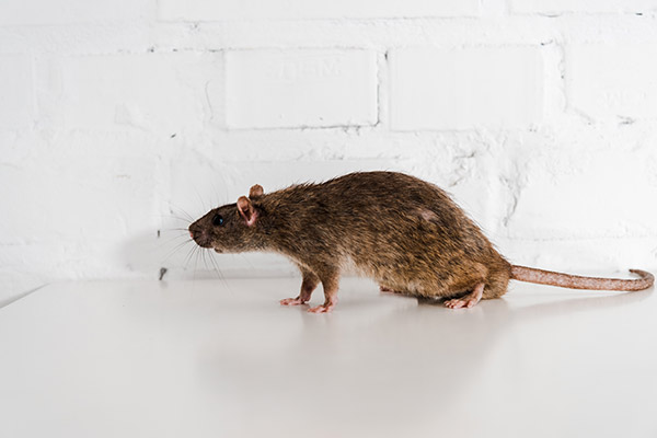 Dératisation à Chartres – Rats, Mulots, Souris