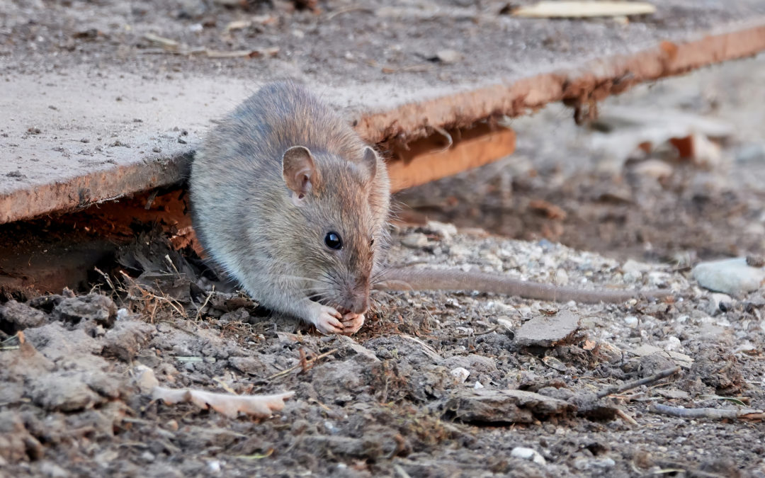Rats et souris : le processus de dératisation