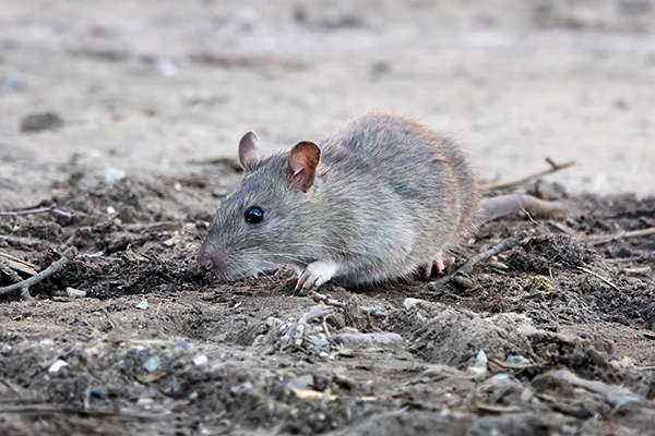 Comment se débarrasser des souris et des rats - Eden Vert 3D Val d'Oise