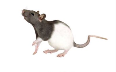 Les rats : Un danger pour votre santé