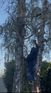 Technicien B2S-3D lors d'une intervention sur un nid de frelons à Chartres